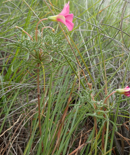 Image of Why Sorrel (Oxalis bifurca) by (c) Nicola van Berkel, some rights reserved (CC BY-SA)