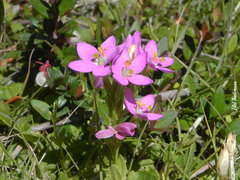 Centaurium cachanlahuen