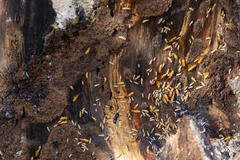 Zootermopsis nevadensis