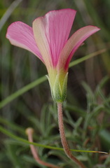 Oxalis bifurca