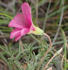 Oxalis bifurca