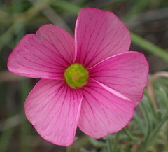 Oxalis bifurca