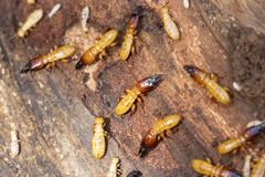 Zootermopsis nevadensis