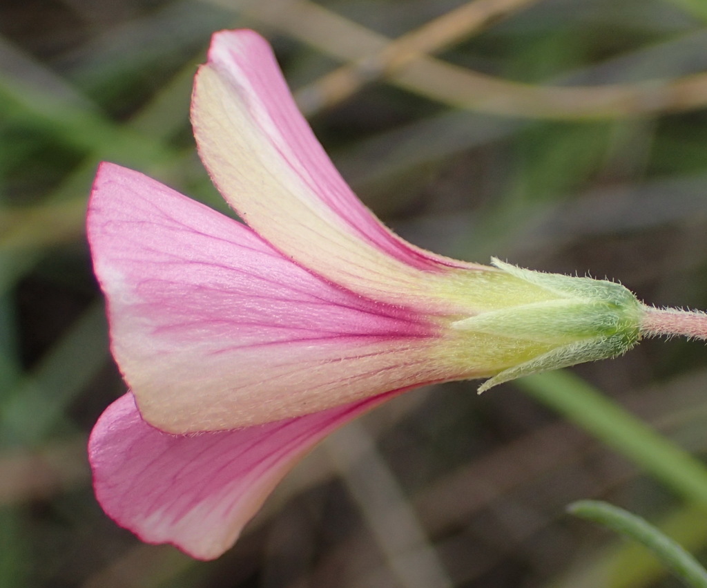 Oxalis bifurca (Oxalis bifurca)