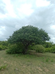 Libidibia ferrea ferrea