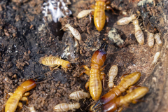 Zootermopsis nevadensis