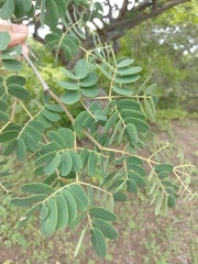 Libidibia ferrea ferrea