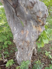 Libidibia ferrea ferrea