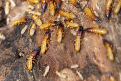 Zootermopsis nevadensis