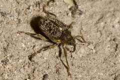 Ceutorhynchus pallidactylus