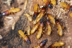 Zootermopsis nevadensis