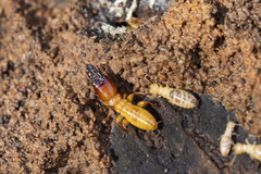 Zootermopsis nevadensis