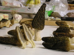 Morchella importuna