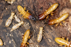 Zootermopsis nevadensis