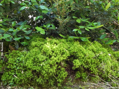 Dendroligotrichum dendroides