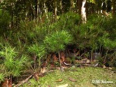 Dendroligotrichum dendroides