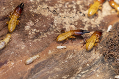 Zootermopsis nevadensis