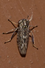 Stenidiocerus poecilus