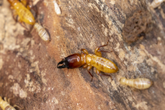 Zootermopsis nevadensis