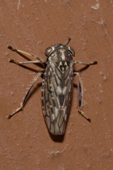 Stenidiocerus poecilus