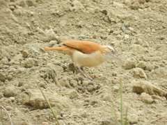 Furnarius leucopus cinnamomeus