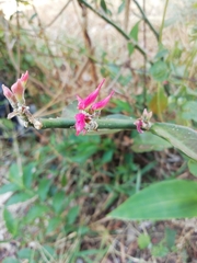 Euphorbia tithymaloides