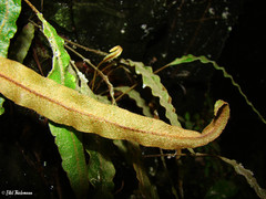 Elaphoglossum fonki