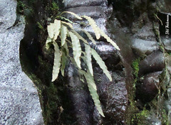 Elaphoglossum gayanum