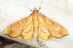 Anarmodia repandalis