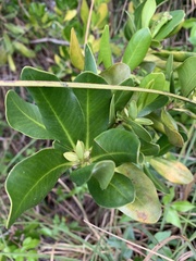 Myrsine cubana