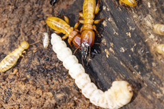 Zootermopsis nevadensis