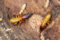 Zootermopsis nevadensis