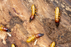 Zootermopsis nevadensis