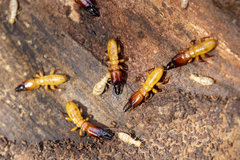 Zootermopsis nevadensis