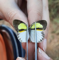 Eurema elathea flavescens