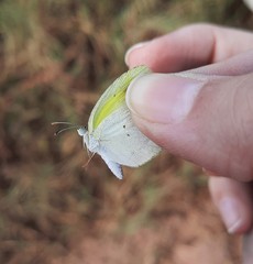 Eurema elathea flavescens