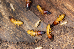 Zootermopsis nevadensis