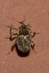 Ceutorhynchus pallidactylus