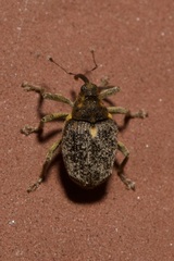 Ceutorhynchus pallidactylus