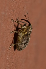 Ceutorhynchus pallidactylus