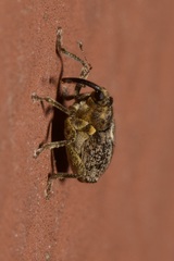 Ceutorhynchus pallidactylus