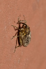 Ceutorhynchus pallidactylus