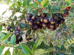 Gaultheria phillyreifolia