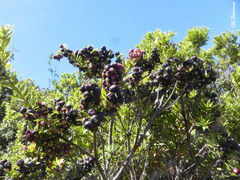 Gaultheria phillyreifolia