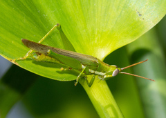 Stenacris vitreipennis