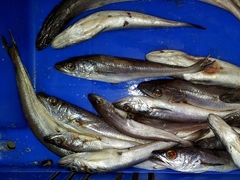 Merluccius merluccius