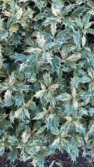 Osmanthus heterophyllus