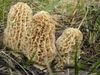 True Morels - Photo (c) chickenofthewoods, some rights reserved (CC BY-NC)