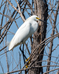 Egretta thula