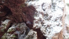 Chaenotheca hispidula